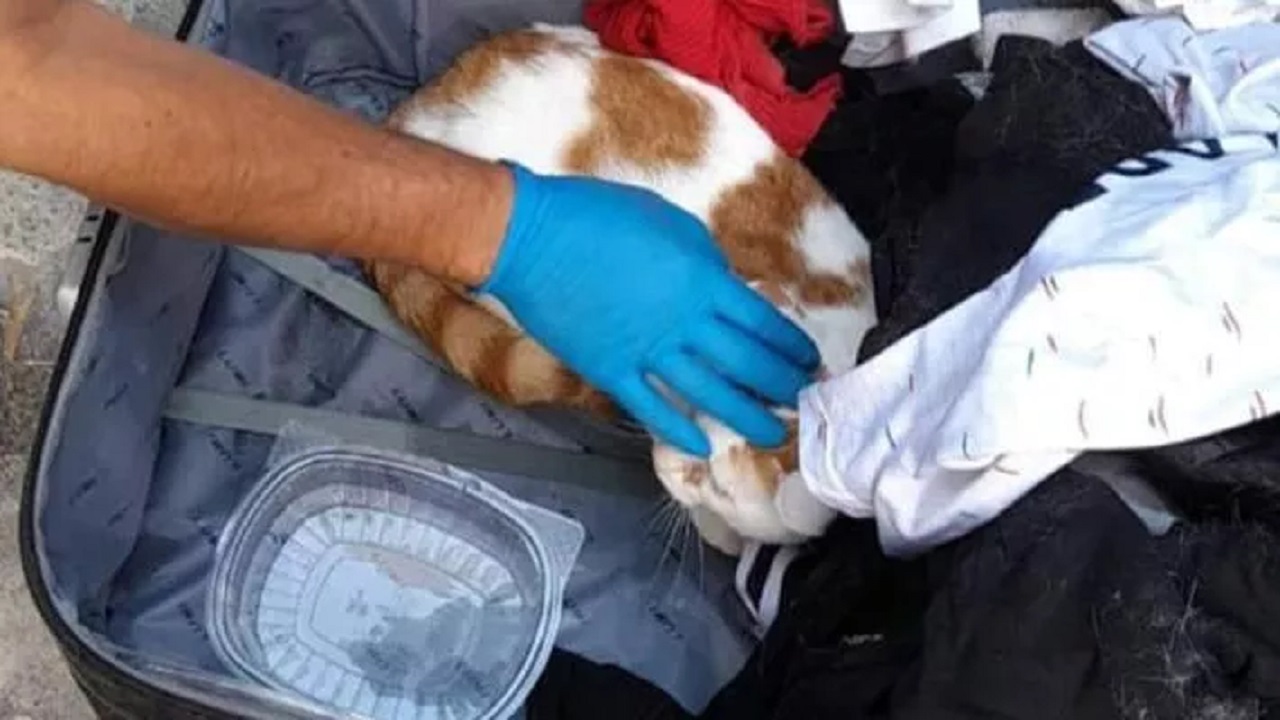 Gatto abbandonato dentro una valigia chiusa a Diano Marina, respirava a fatica