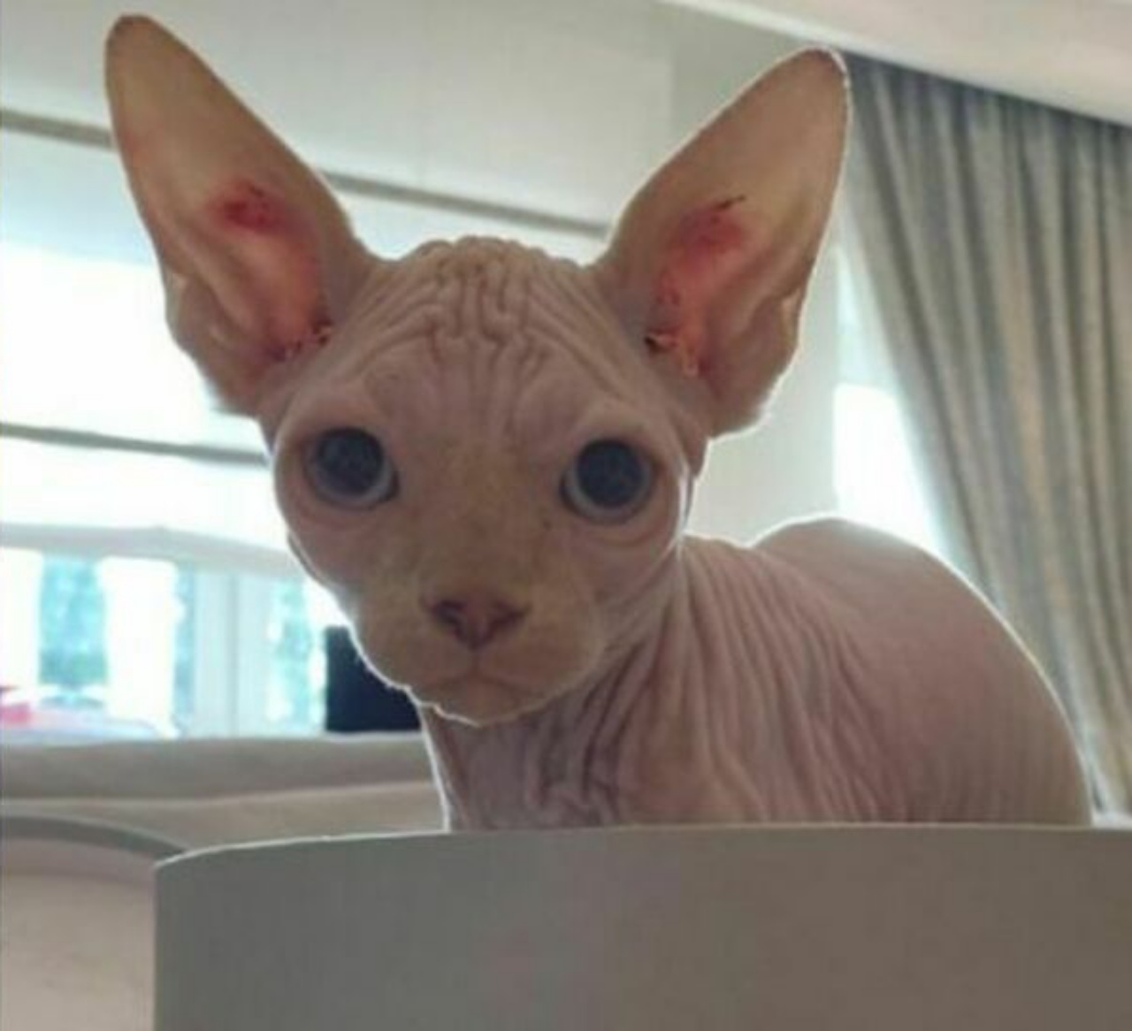 gatto Sphynx