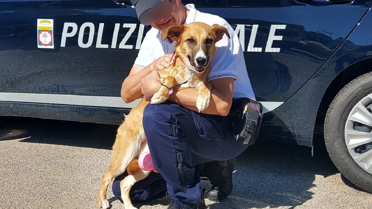 Cagnolina abbandonata d i fronte al figlio in lacrime