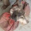 Cane scomparso da 2 mesi ritrovato vivo in una grotta sotterranea