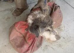 Cane scomparso da 2 mesi ritrovato vivo in una grotta sotterranea
