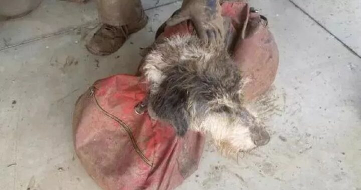 Cane scomparso da 2 mesi ritrovato vivo in una grotta sotterranea