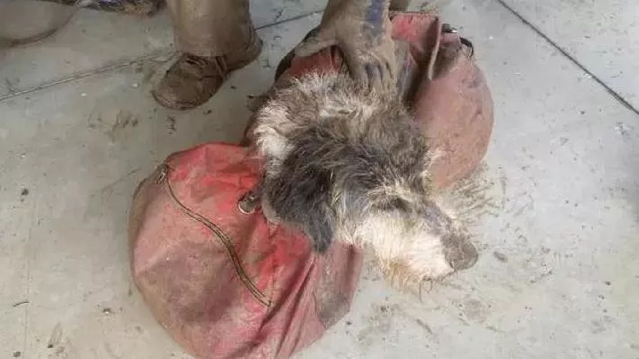 Cane scomparso da 2 mesi ritrovato vivo in una grotta sotterranea