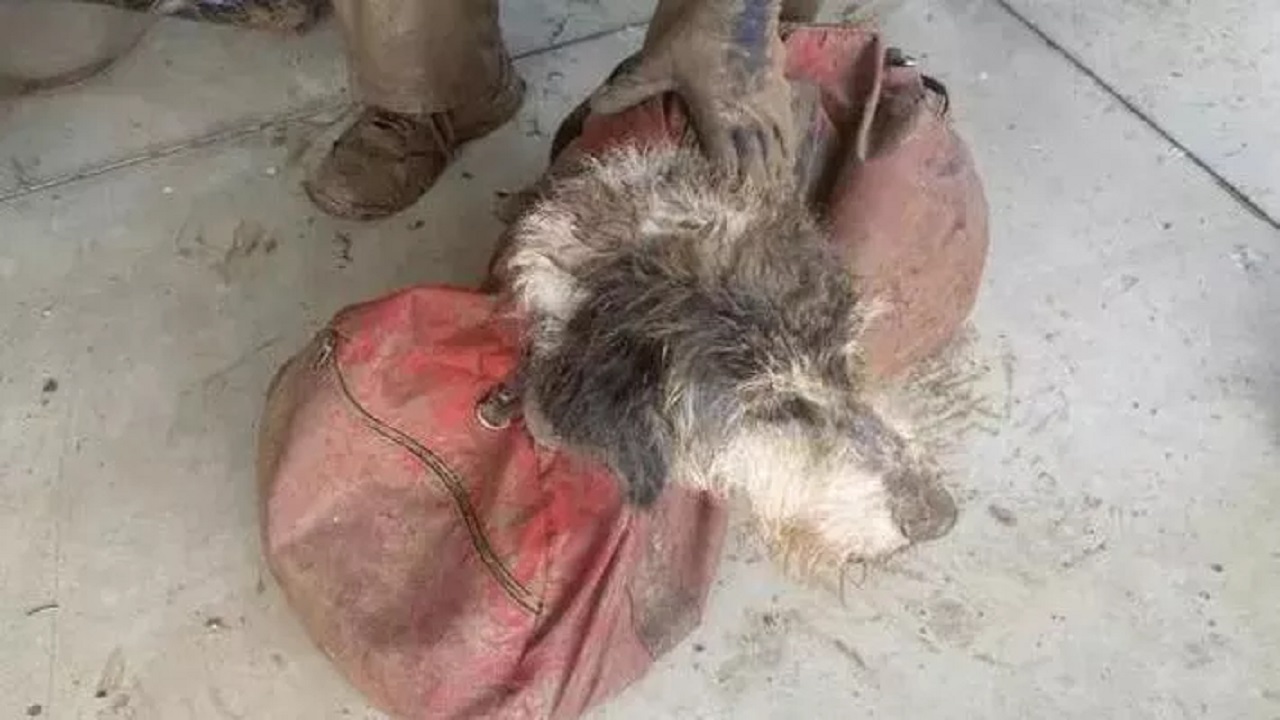 Cane scomparso da 2 mesi ritrovato vivo in una grotta sotterranea, a 150 metri sotto terra