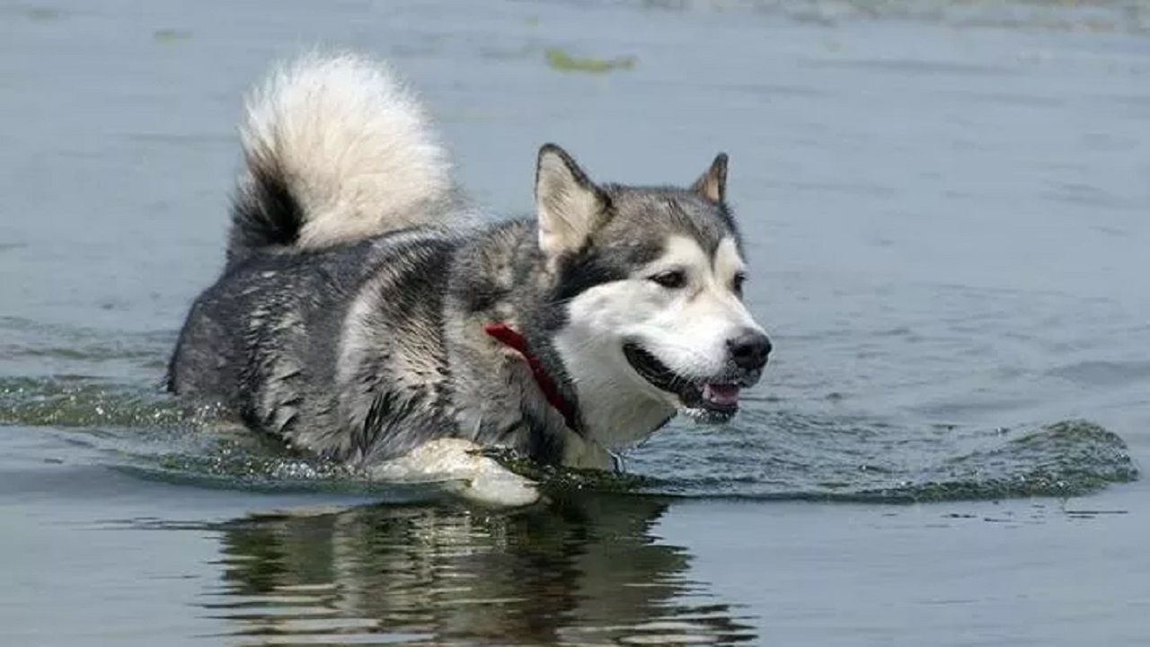 Alaskan Malamute salva anziano in mare a Termoli