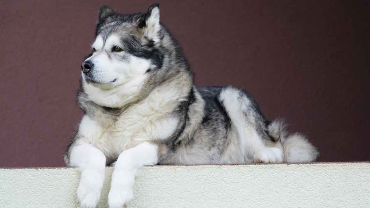 Alaskan Malamute