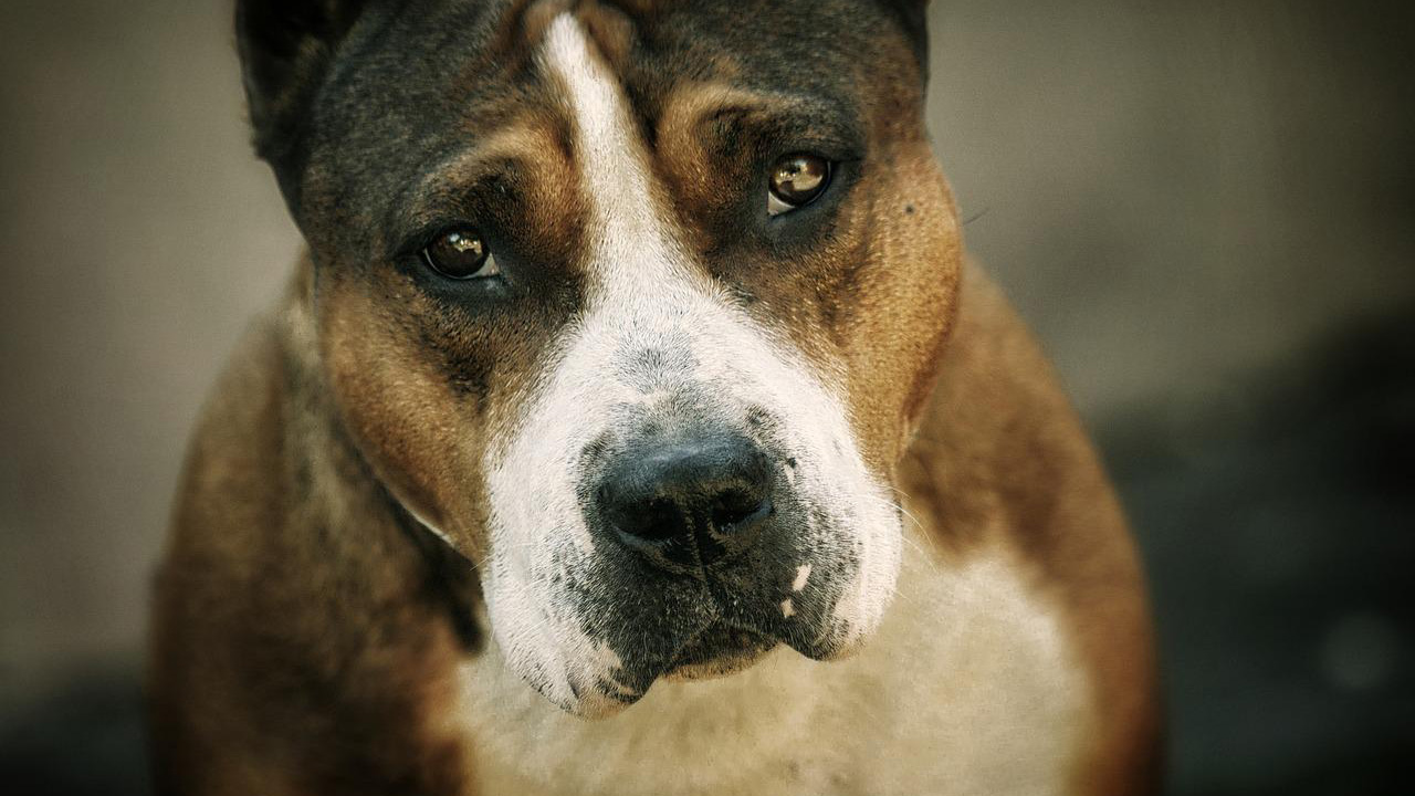 Amstaff morde al volto un bimbo di 3 anni: il cane avrebbe dovuto avere la museruola