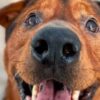 Cane adottato prima di essere soppresso
