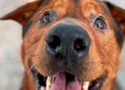 Cane adottato prima di essere soppresso