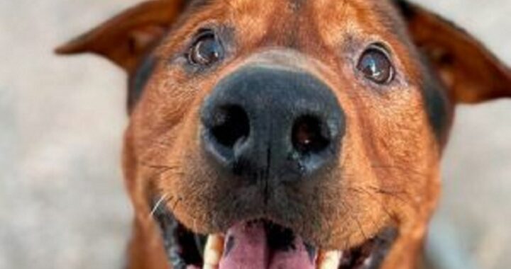 Cane adottato prima di essere soppresso