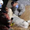 Morto il beluga intrappolato nella Senna