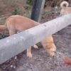 Cagnolini abbandonati sulla tangenziale a Bari