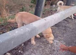Cagnolini abbandonati sulla tangenziale a Bari