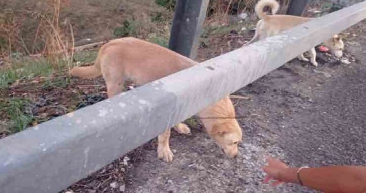 Cagnolini abbandonati sulla tangenziale a Bari
