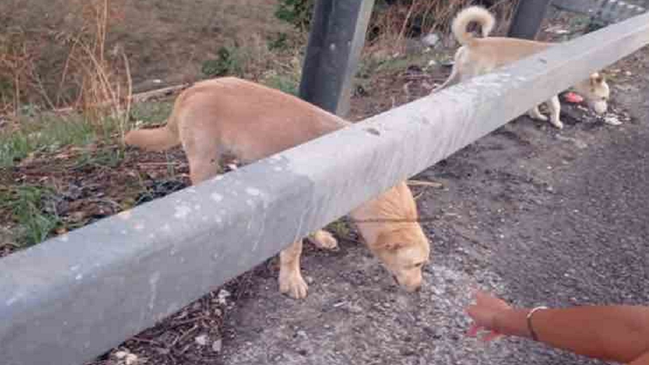 Cagnolini abbandonati sulla tangenziale a Bari