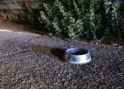Cane abbandonato legato al guard rail nel Salento