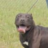 Cane abbandonato oltre il recinto di un rifugio per animali