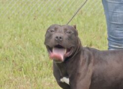 Cane abbandonato oltre il recinto di un rifugio per animali