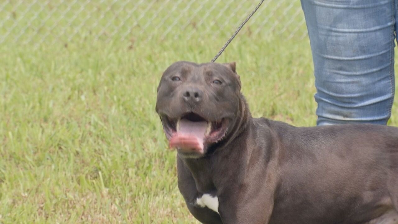 Cane abbandonato oltre il recinto di un rifugio per animali