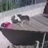 Cane abbandonato sul tetto