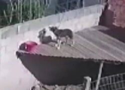 Cane abbandonato sul tetto
