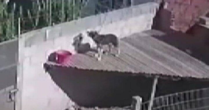 Cane abbandonato sul tetto