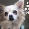 Cane da terapia scomparso ritorna dal proprietario dopo 16 giorni