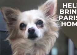 Cane da terapia scomparso ritorna dal proprietario dopo 16 giorni