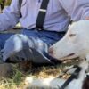 Cane randagio spaventato ritrova il soccorritore