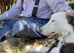 Cane randagio spaventato ritrova il soccorritore