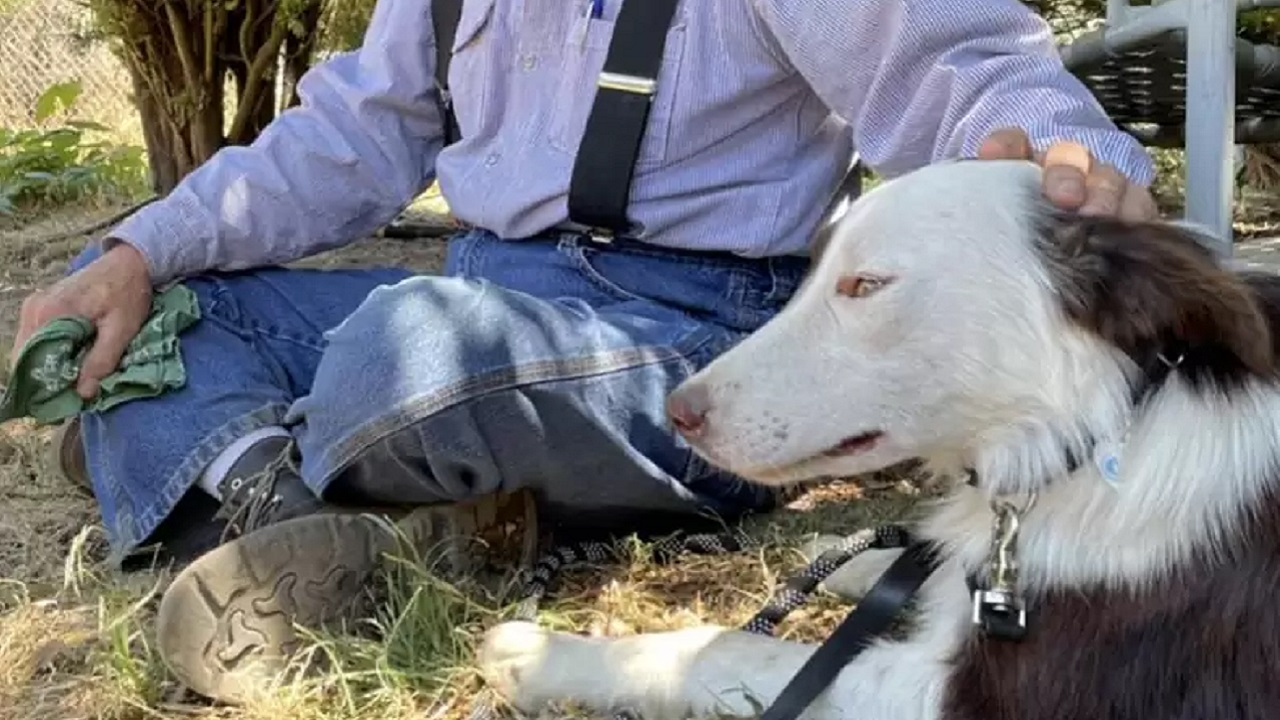 Cane randagio spaventato ritrova il soccorritore: ha guidato per ore per salvarlo