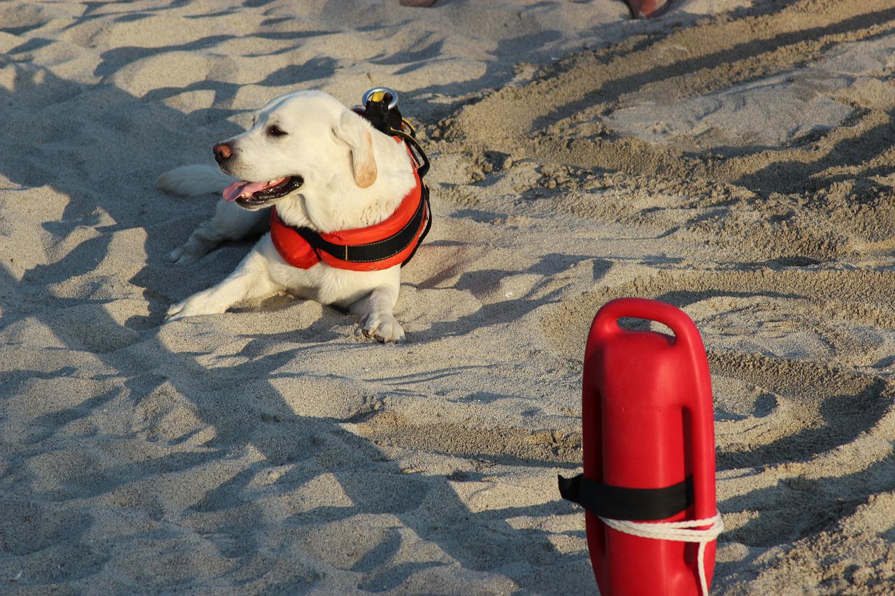 cane salvataggio