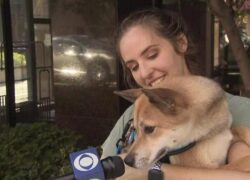 Cane scomparso ritrova la proprietaria