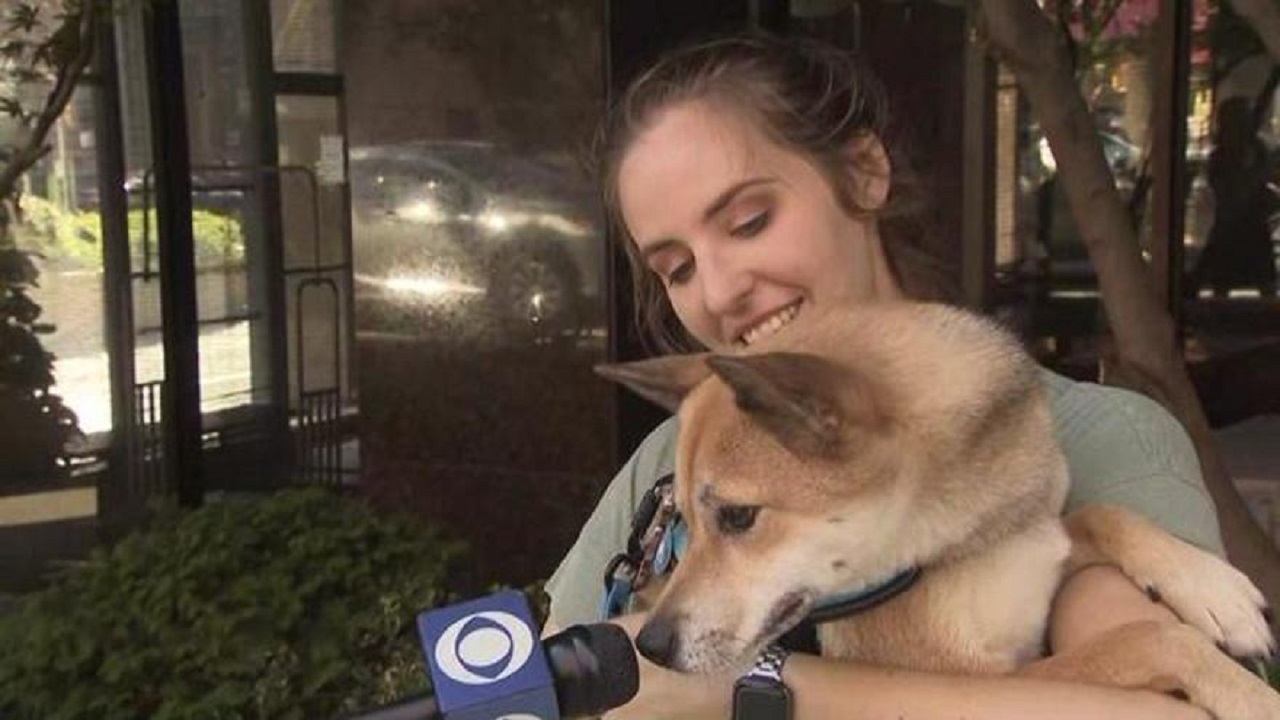 Cane scomparso ritrova la proprietaria grazie a un senzatetto