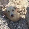 Cane sepolto fino al collo