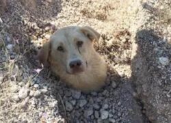 Cane sepolto fino al collo