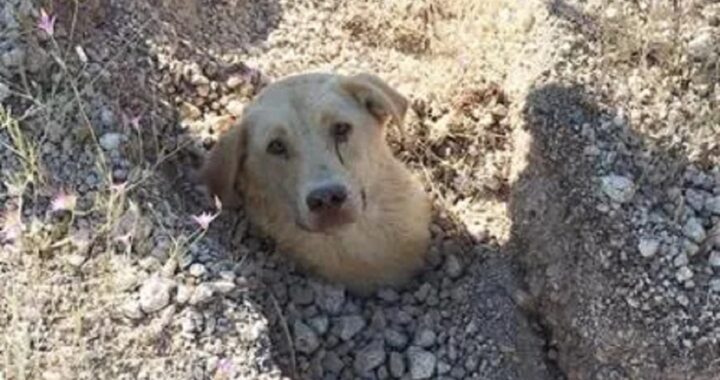 Cane sepolto fino al collo
