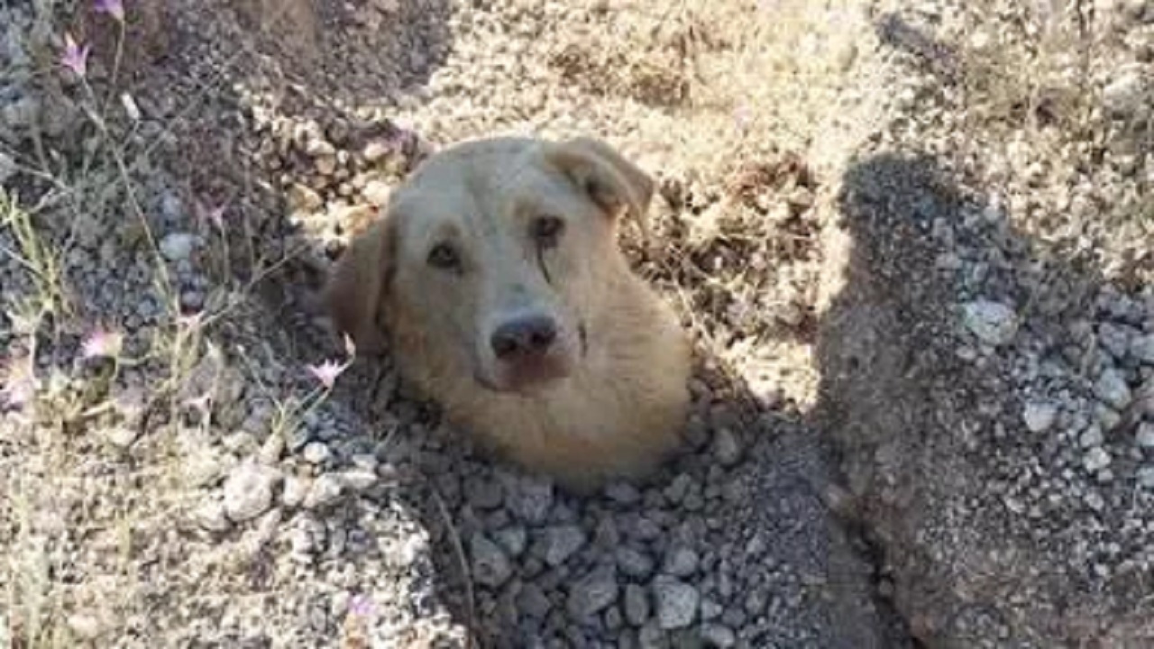 Cane sepolto fino al collo, veterinario lo trova e lo salva: ma non è solo