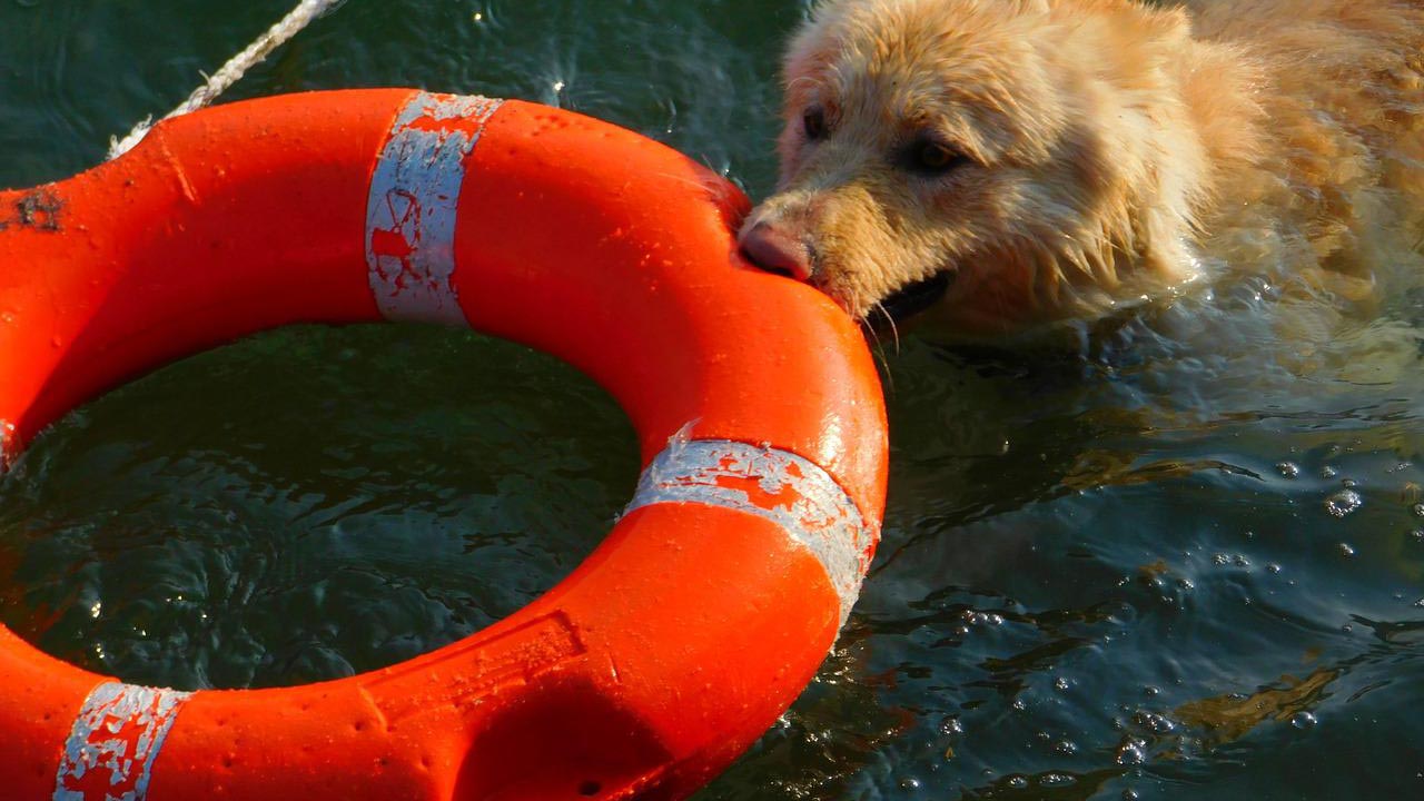 Cane da salvataggio morto durante una dimostrazione