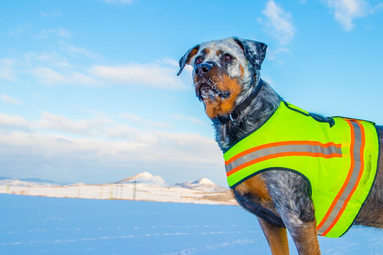 Squadra Italiana Cani Salvataggio