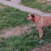 Cane sparisce dal camper