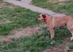 Cane sparisce dal camper