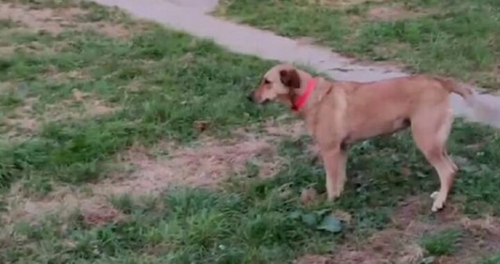 Cane sparisce dal camper