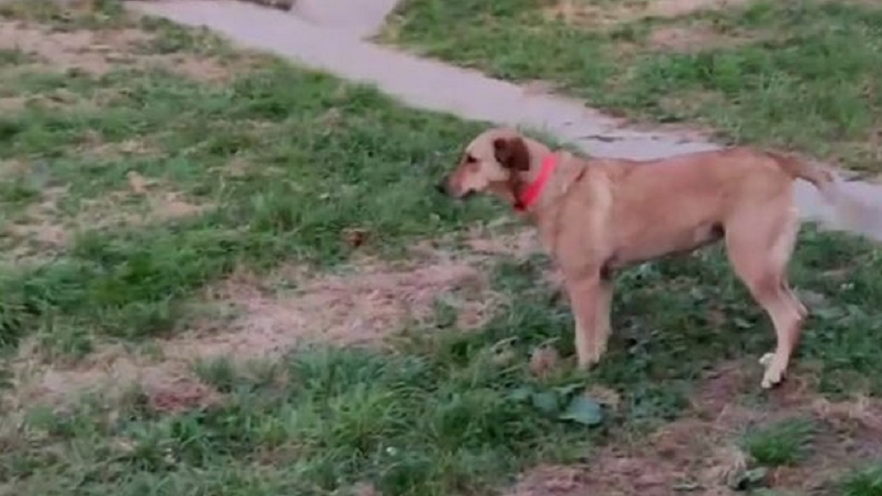 Cane sparisce dal camper