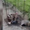Cani abbandonati in strada a Detroit