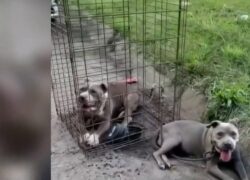 Cani abbandonati in strada a Detroit