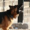 Cane che abbaia troppo