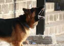 Cane che abbaia troppo