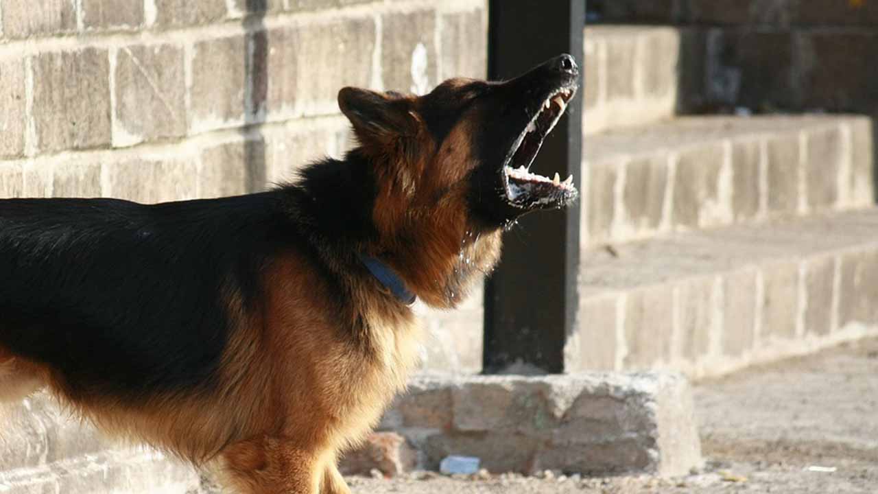 Cane che abbaia troppo, i vicini hanno diritto al rimborso