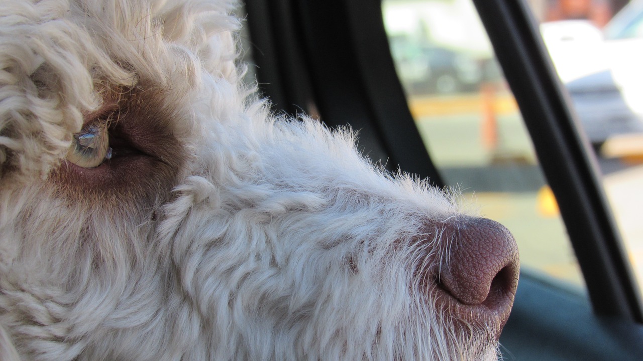 Cane in auto sotto il sole a Palermo